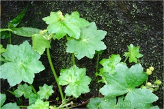 Hydrocotyle javanica